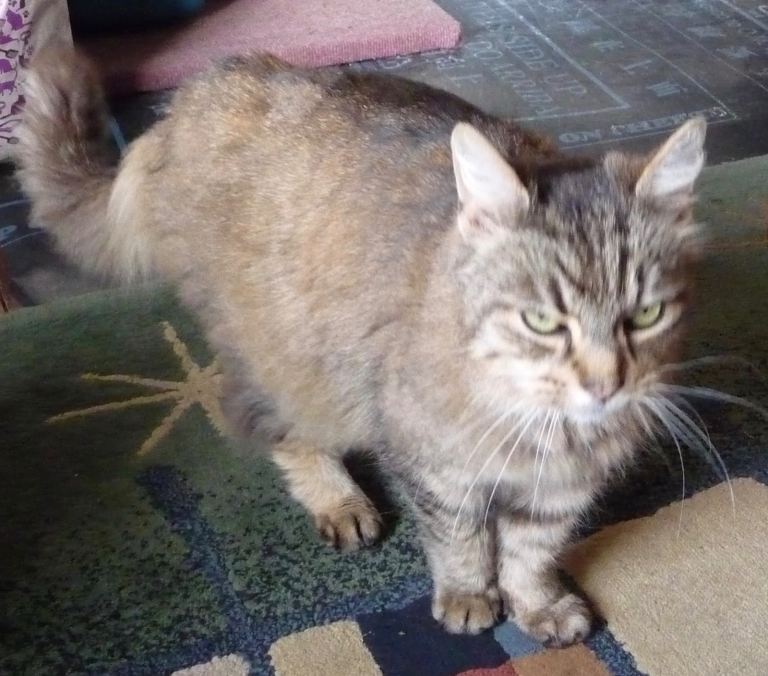 PRICE DROP - Trigano 1 / 2 person ridge tent