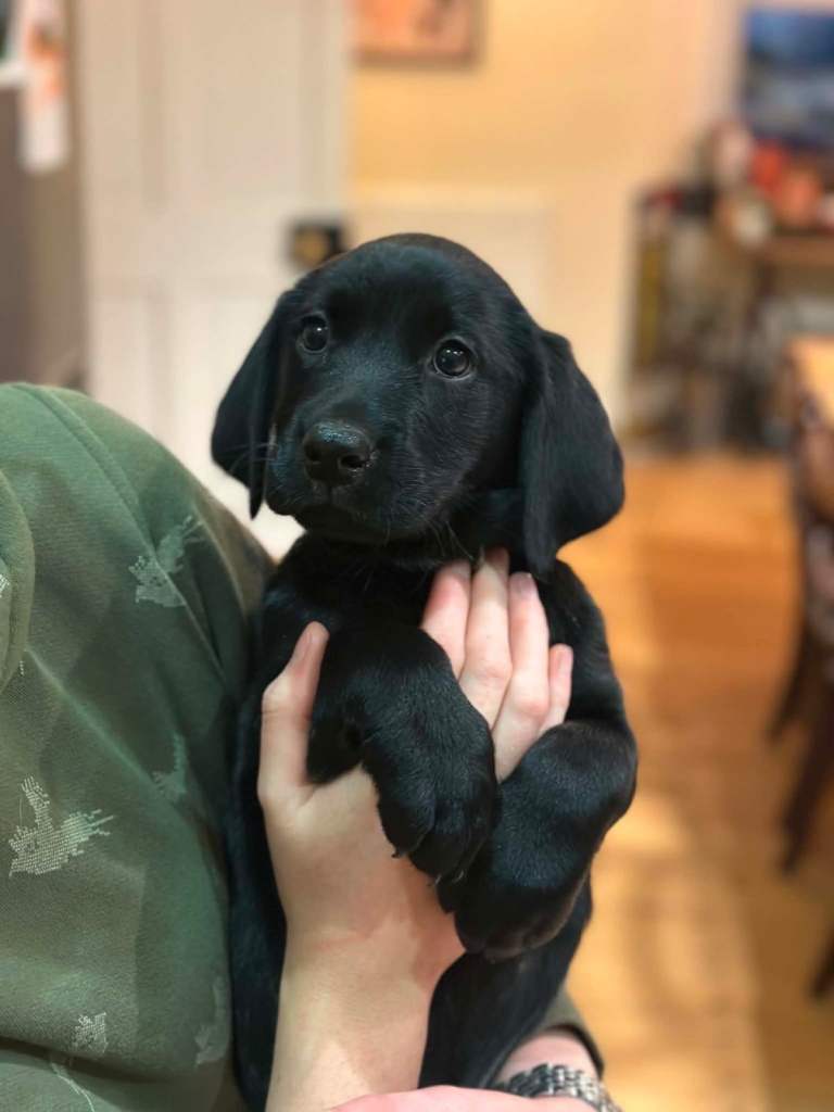 KC Labradors puppies READY TO LEAVE