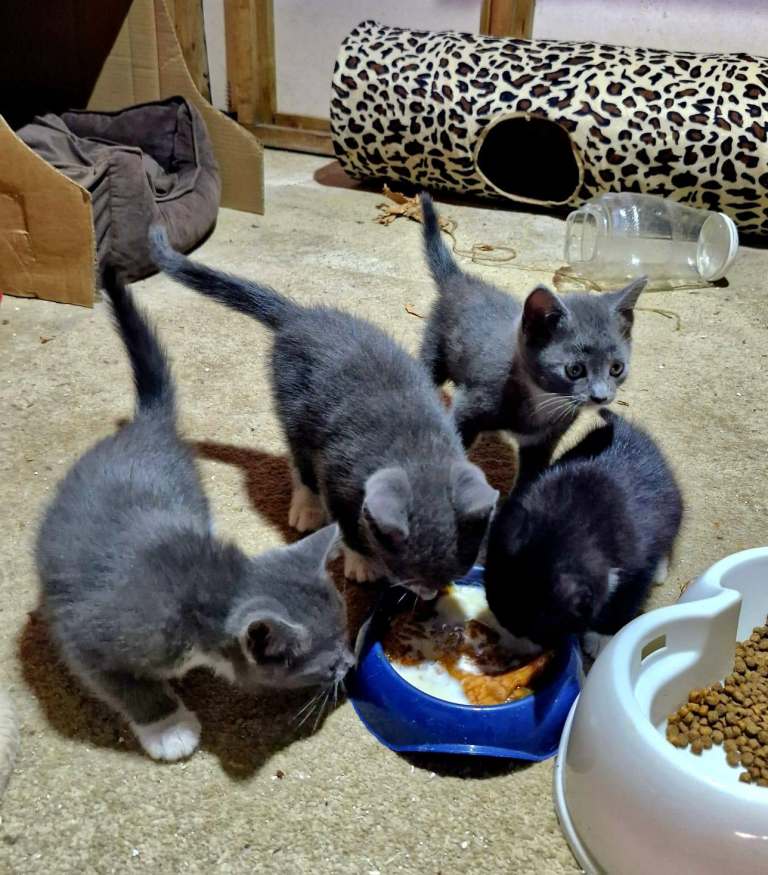 Kittens 3 identical grey and whites, 1 black and white, mother grey and white