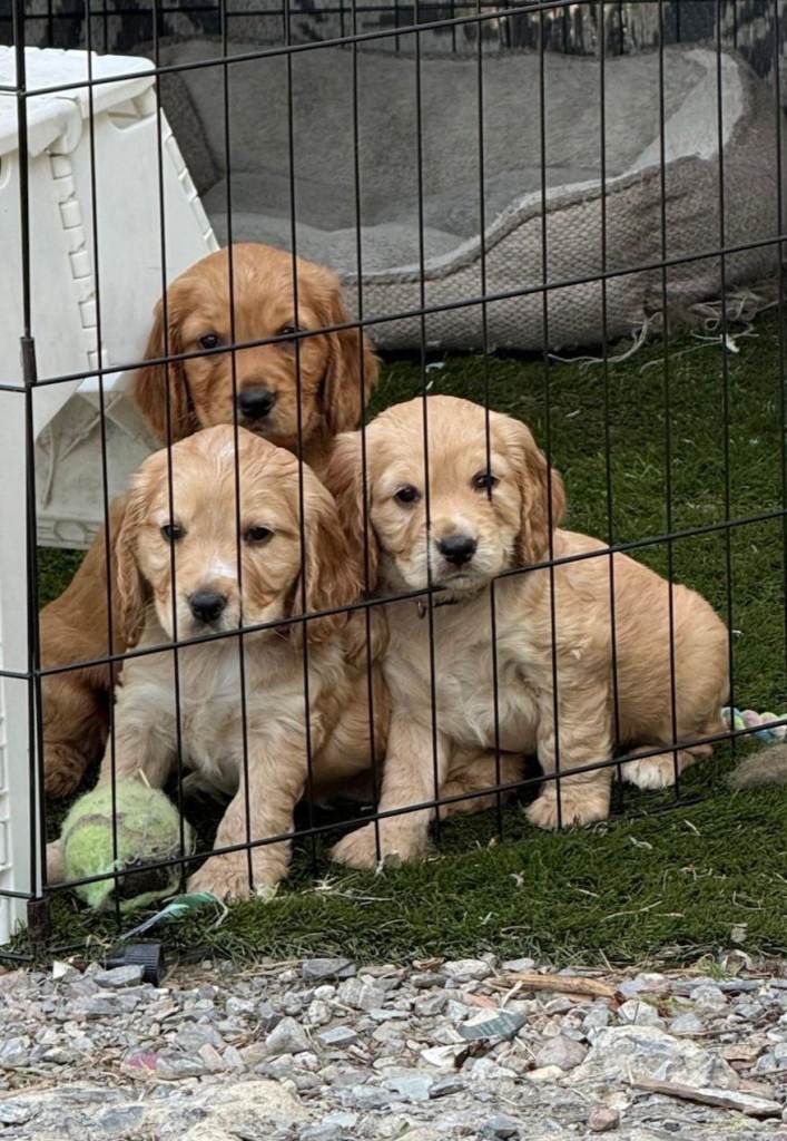 Male cocker spaniel pup