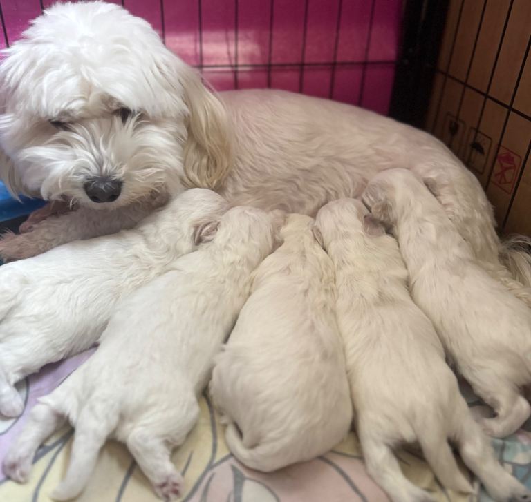 Pure breed Maltese puppies
