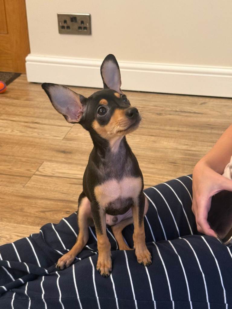 Adorable Miniature Pinscher Puppy Looking for a Loving Home