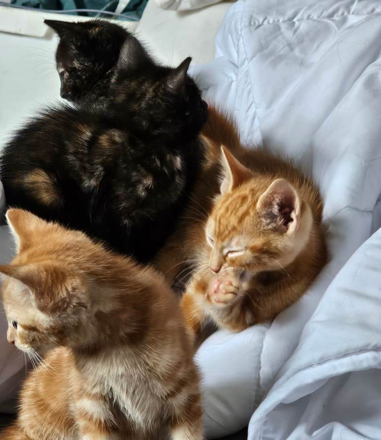 Kittens