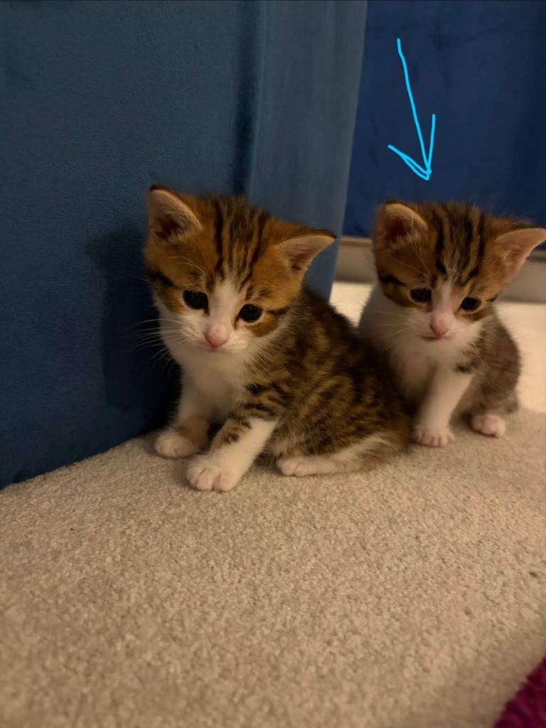 Tabby male Kitten -  Ready 28 June 2026 – Good Home Only