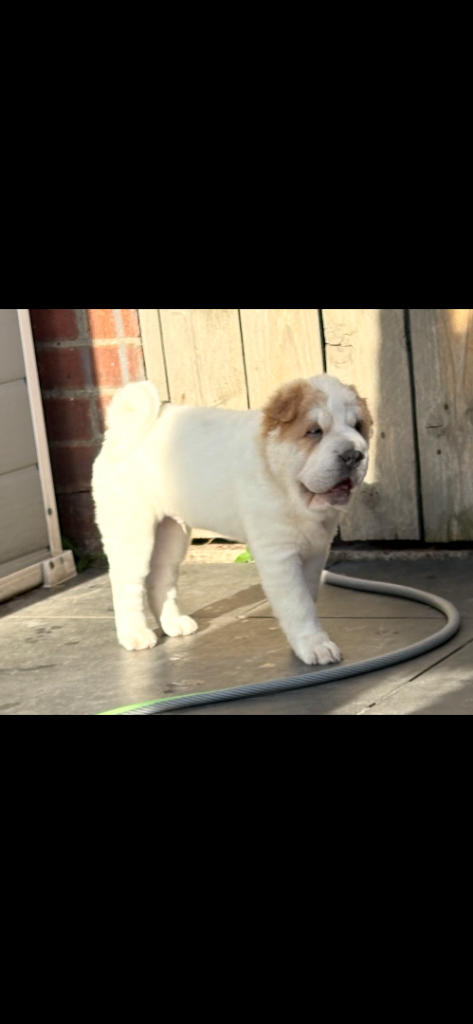 shar pei kc reg reduced 1 boy left 