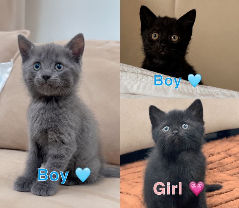 Siberian and Ragdoll Kittens 