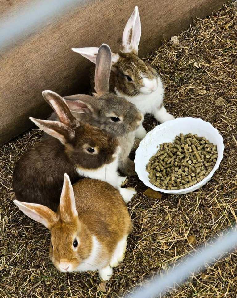 Rabbits