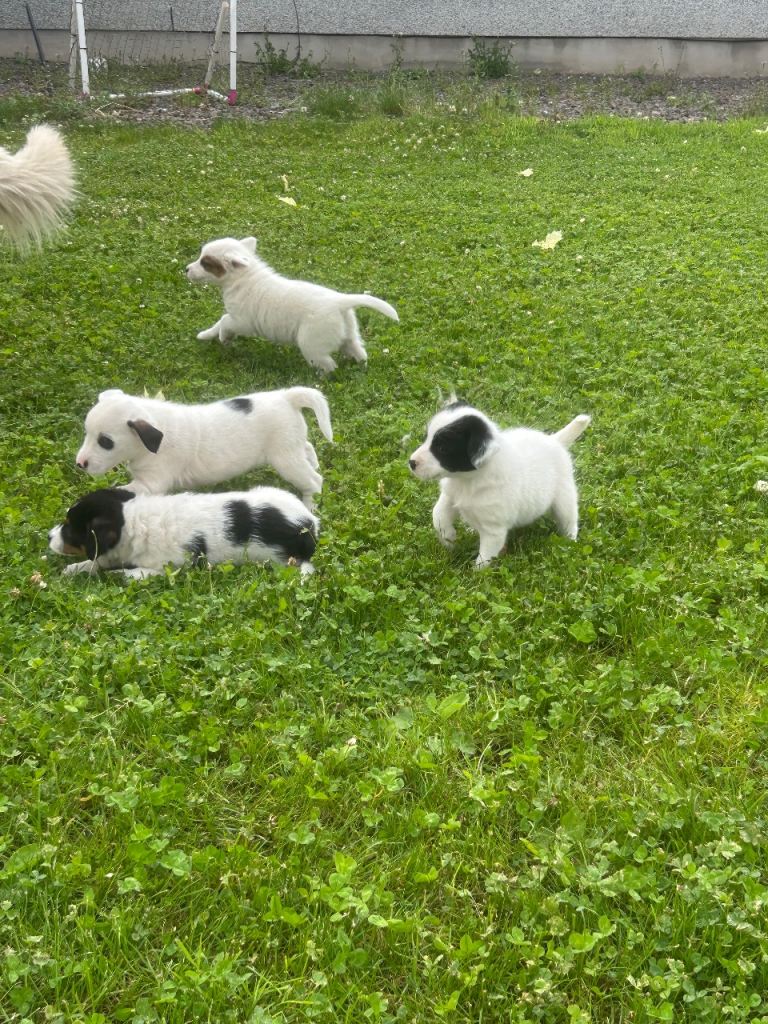 Border collie / long haired Jack Russell puppies