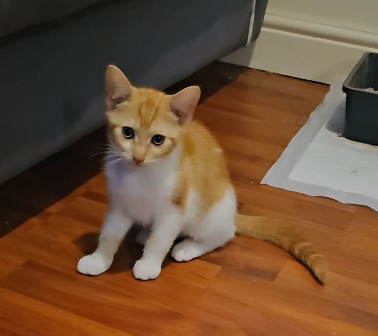 2 12 1/2 weeks old Kittens Looking for Loving Homes 