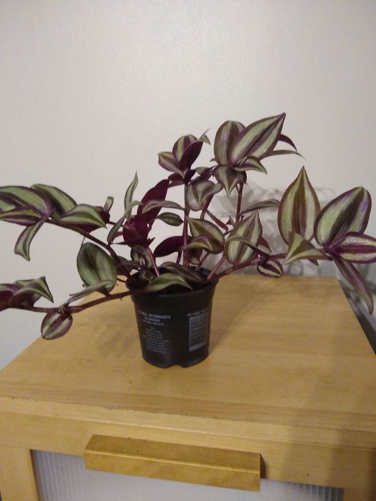 Tradescantia Zebrina Houseplant in Pot – Healthy Condition
