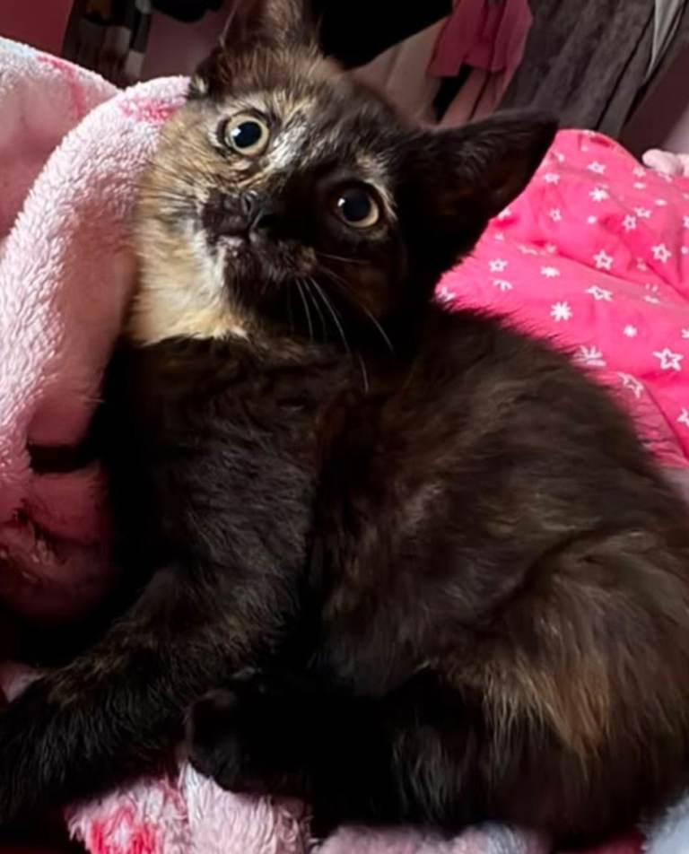 Kitten girl 
