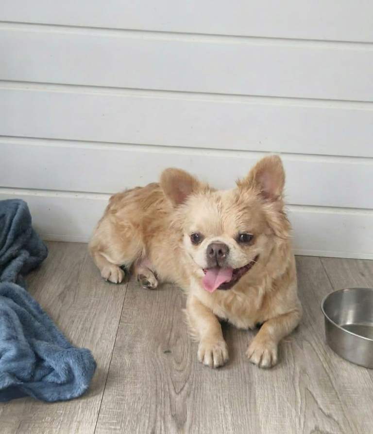 Fluffy French bulldog cross