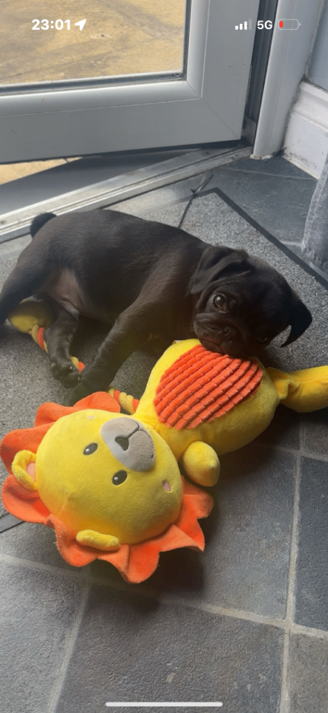 Adorable Male pug puppy £750