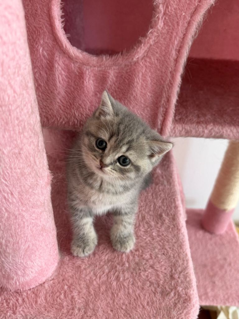 Beautitul british short hair kitten