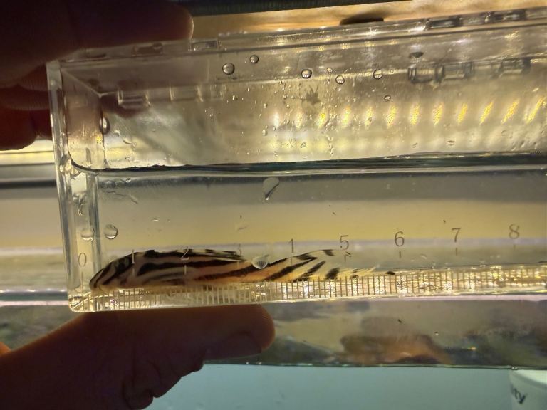 Updated tropical fish