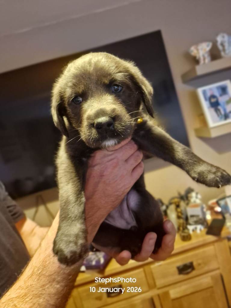 3 silver 1 black white puppies for sale 