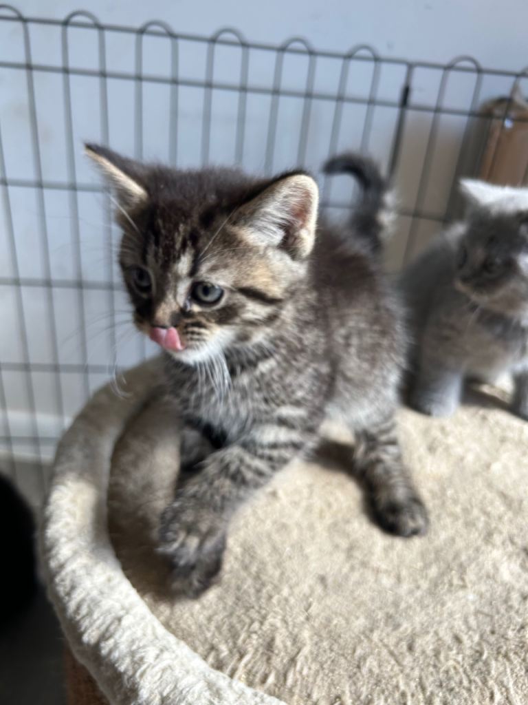Half BSH kittens ready to leave 