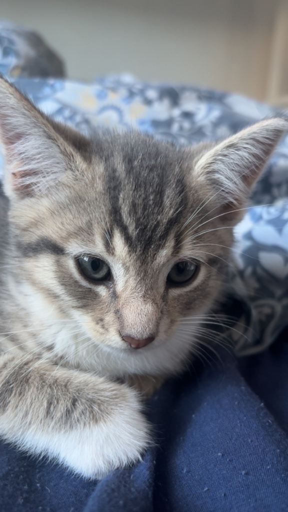 Kitten 8 weeks open to offers send offers