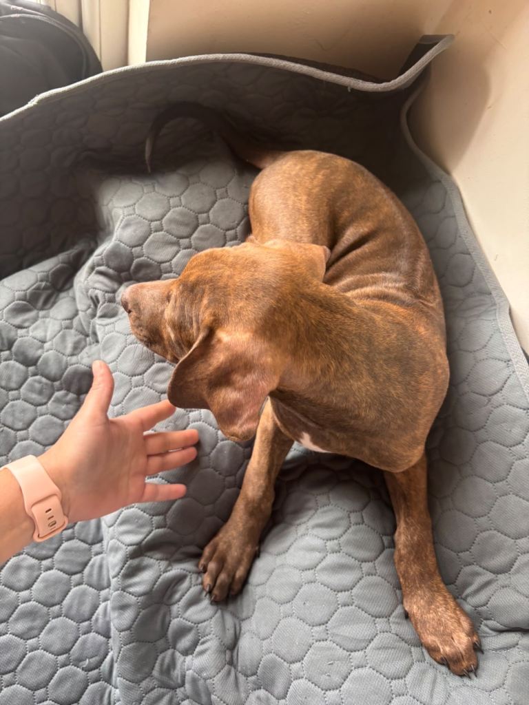 We have amstaff and rhodesian ridgeback girl puppies ready for new homes