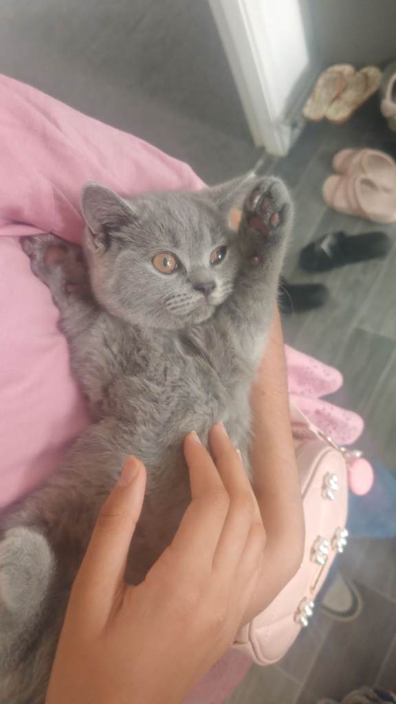 British shorthair girl
