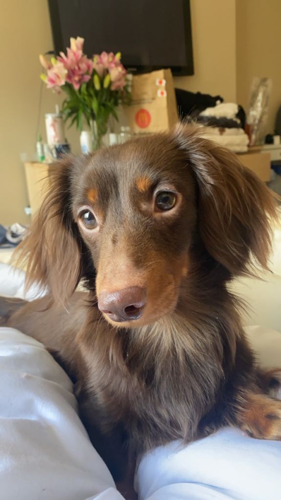 Long-Hair Mini Dachshund 