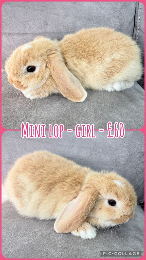 Mini Lop Rabbits