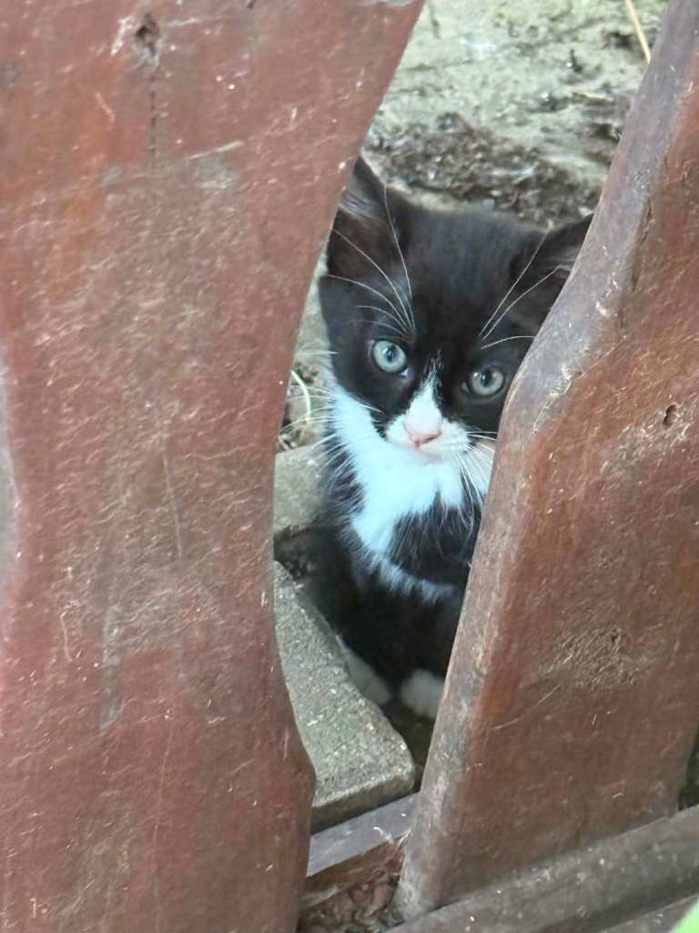 Kittens