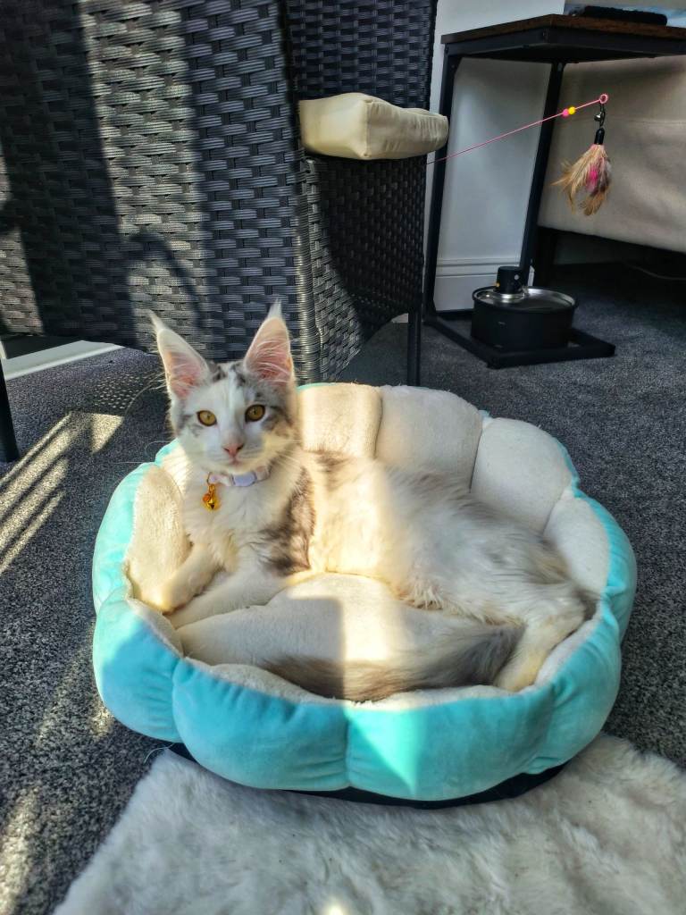 Maine Coon Kitten URGENT