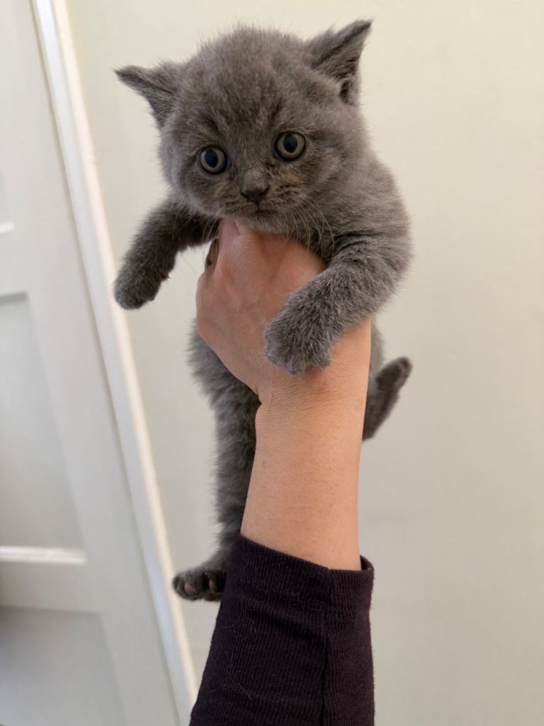 British Shorthair kitten