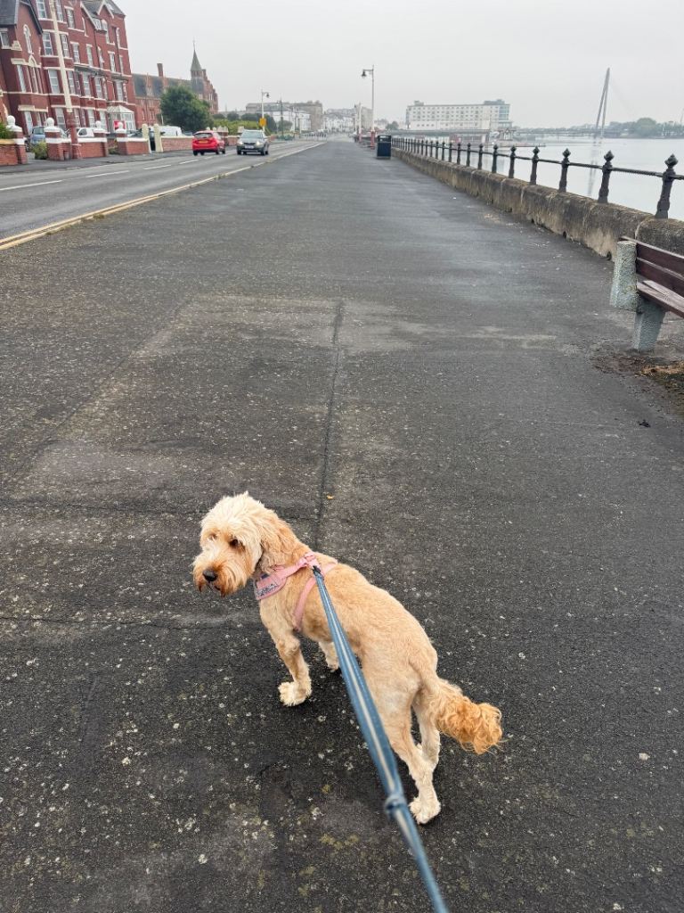 Cockapoo male 3 years 