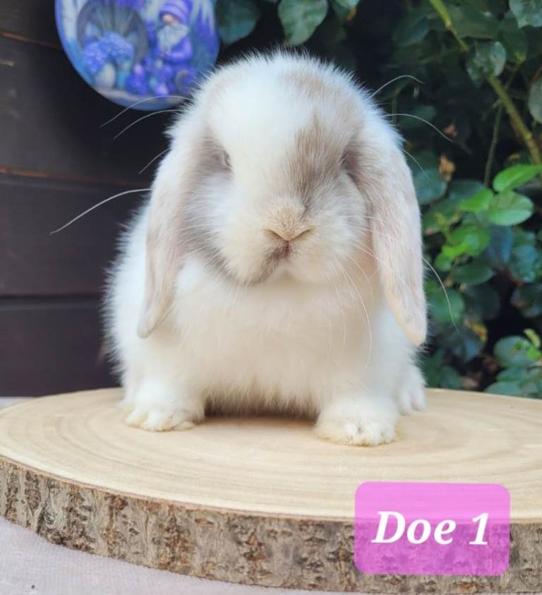Purebred mini lop bunnies & Adults available 