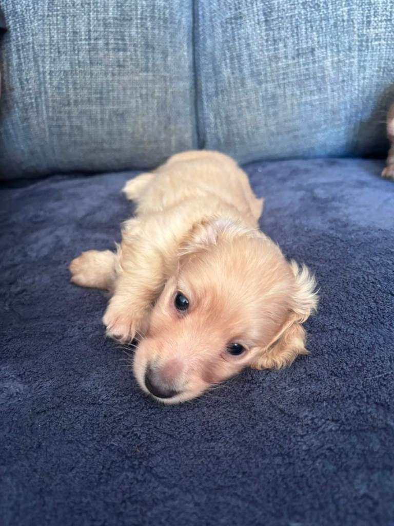 Cream miniature long haired dachshunds