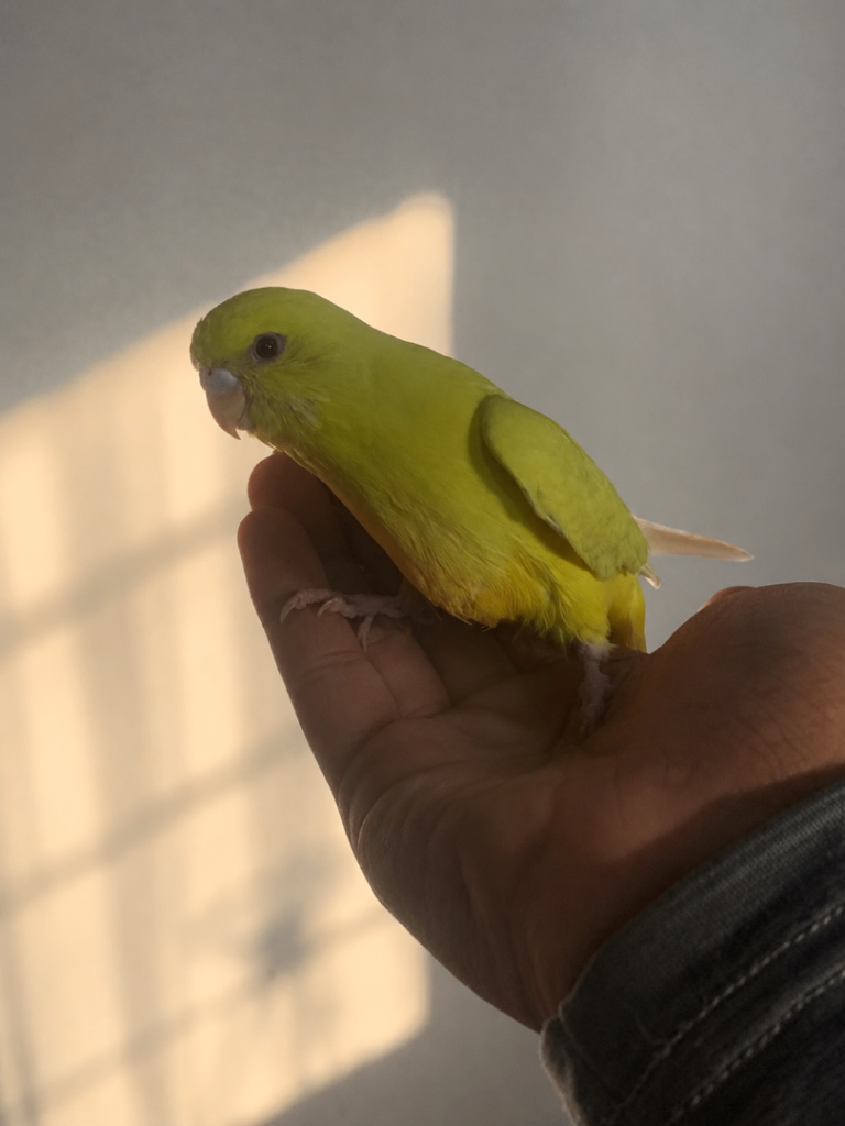  Baby budgie hand tamed Leeds ls9