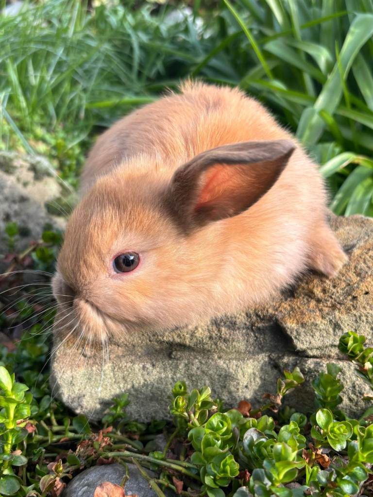 4 mini ginger/black mini lops - 1 boys, 3 girls