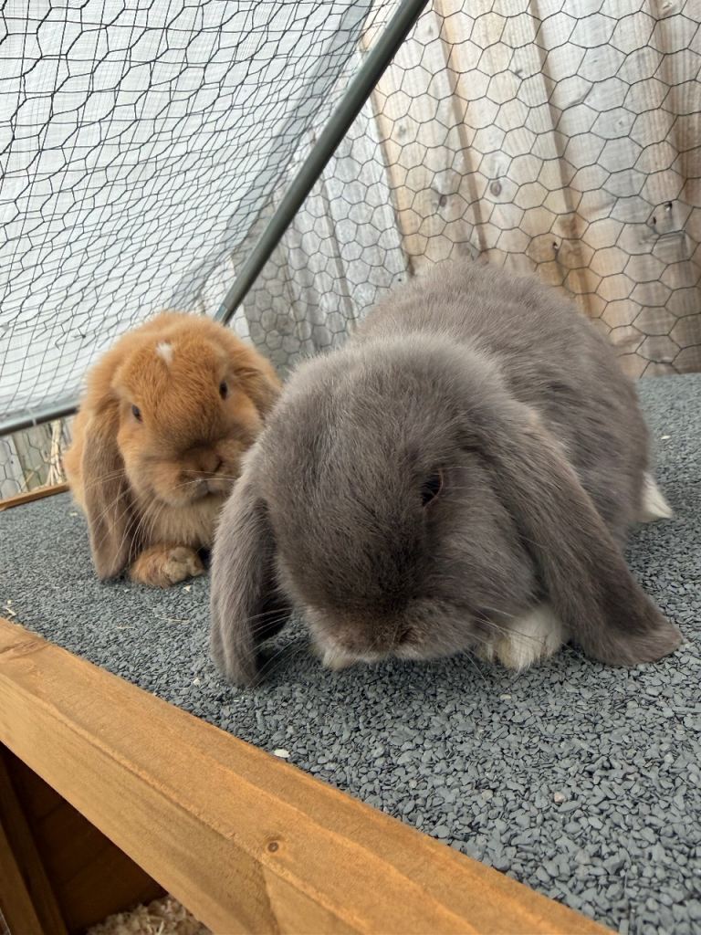 Maple and willow. 4 month old Mini lops. Full setup. 