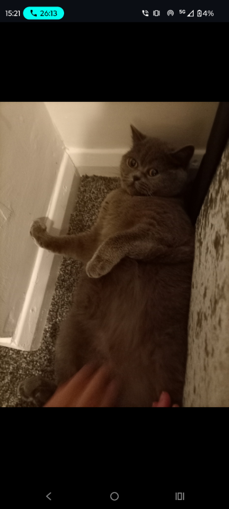 Blue British short hair