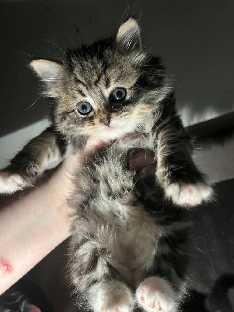 2 gorgeous female kittens 