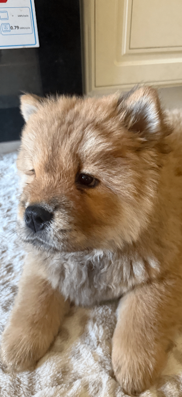 Chow Chow Puppies