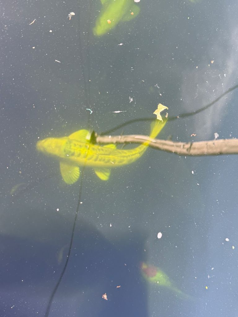 Healthy Koi, Mirror Carp, common carp, grass carp and shibumpkins for sale