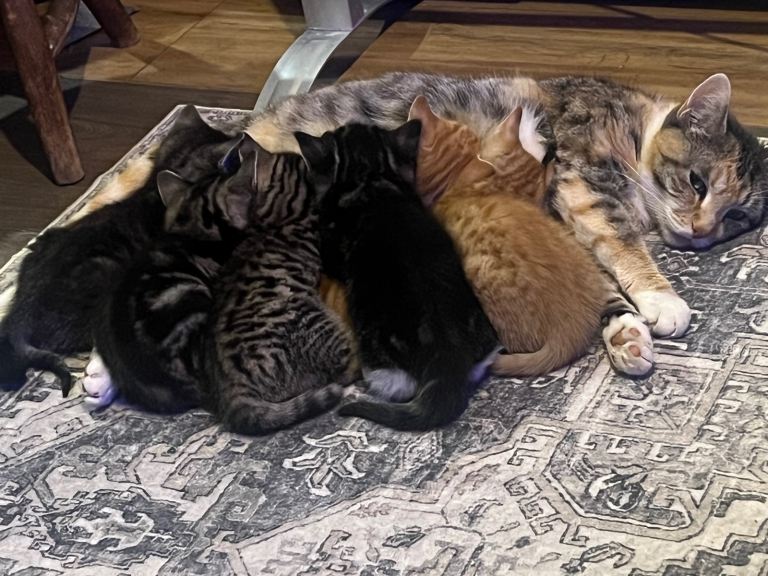 Loving sociable kittens 