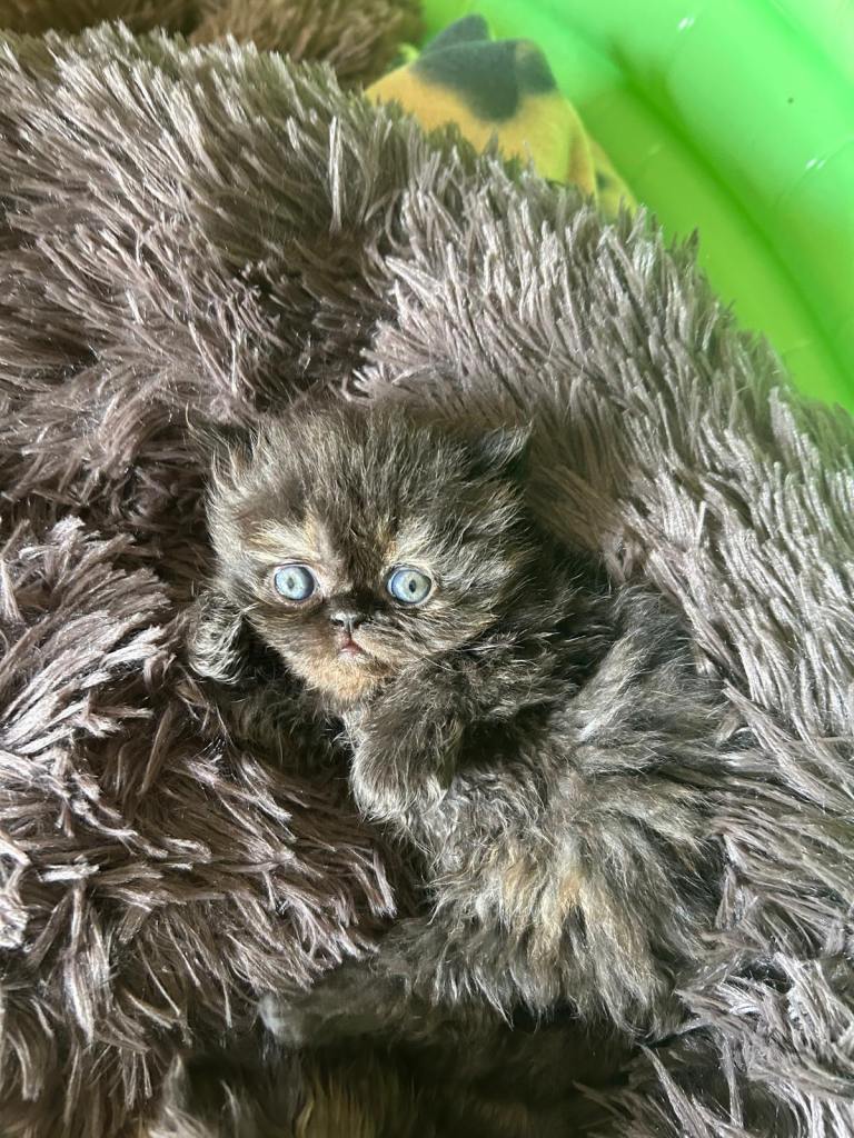 Beautiful persian kittens for sale 