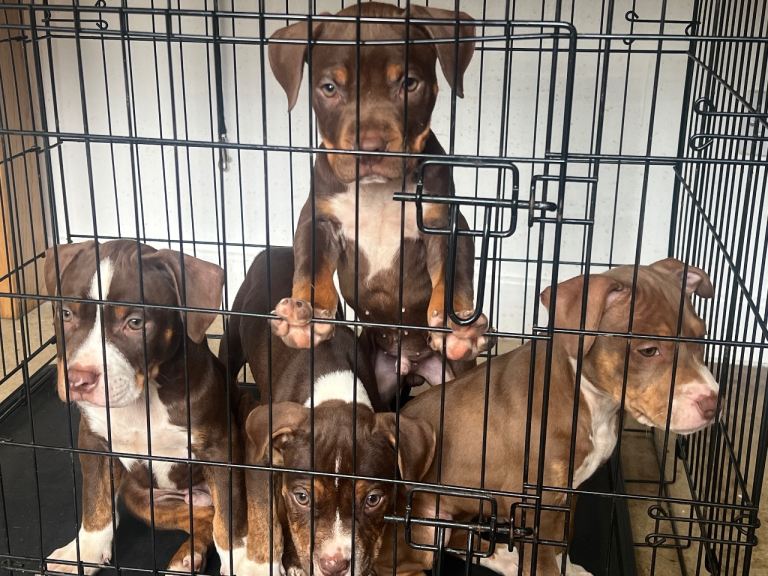 American pocket bully 