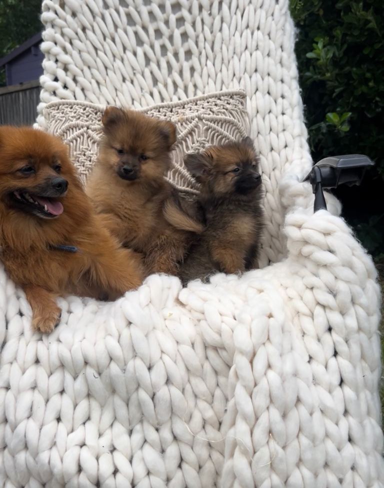 Adorable teddy Pomeranian puppies 