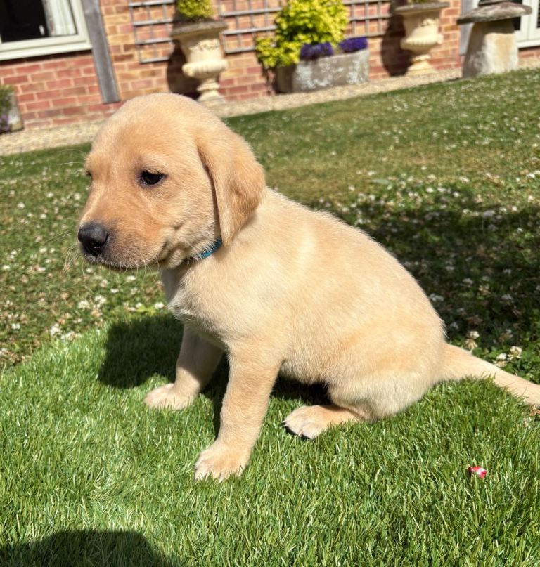 Labrador puppies