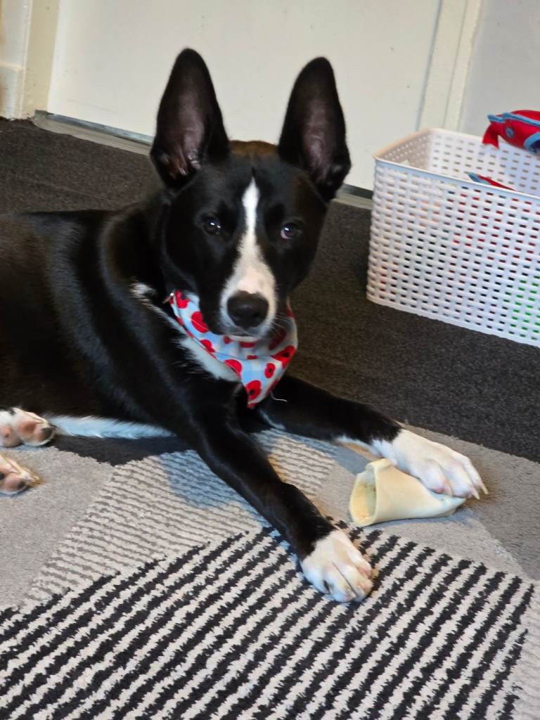 Collie cross German Shepherd