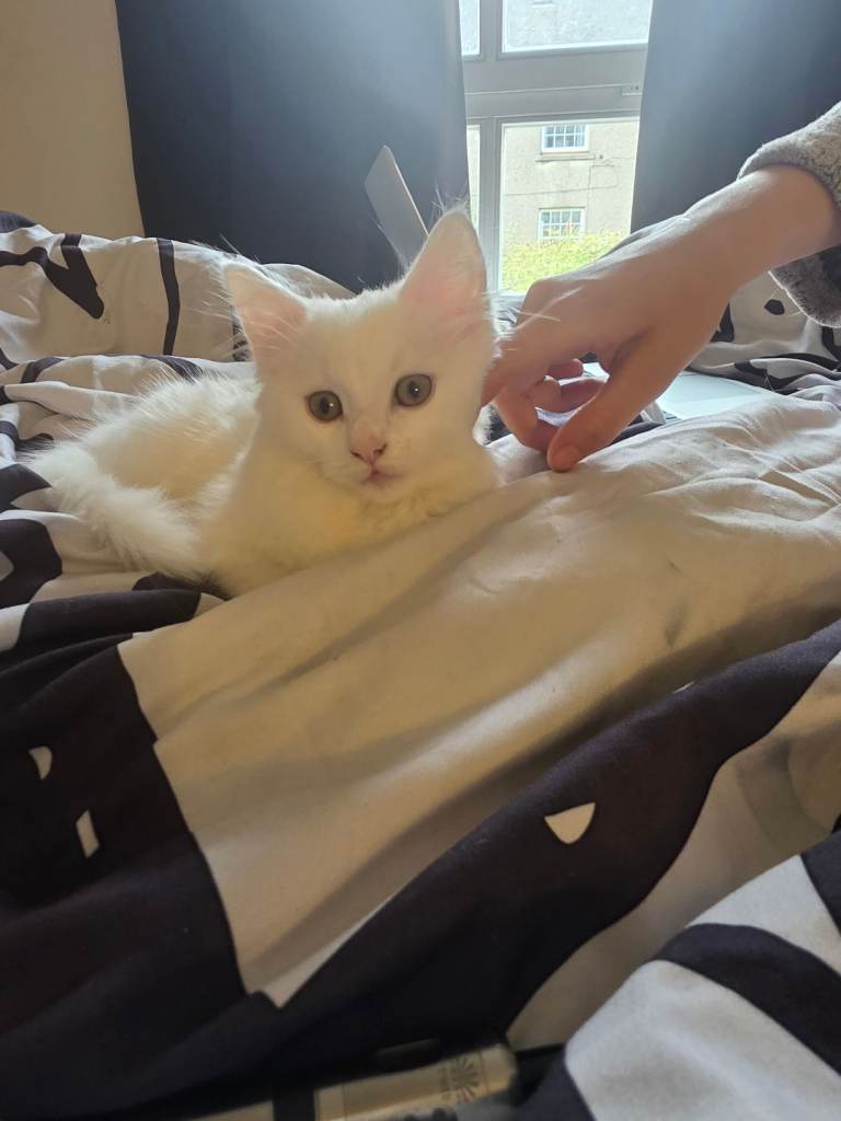 Fluffy white kitten