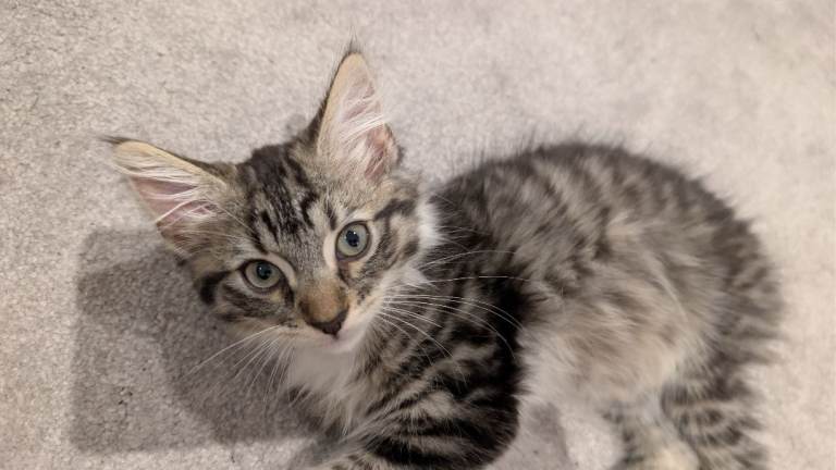 Mixed British longhair 