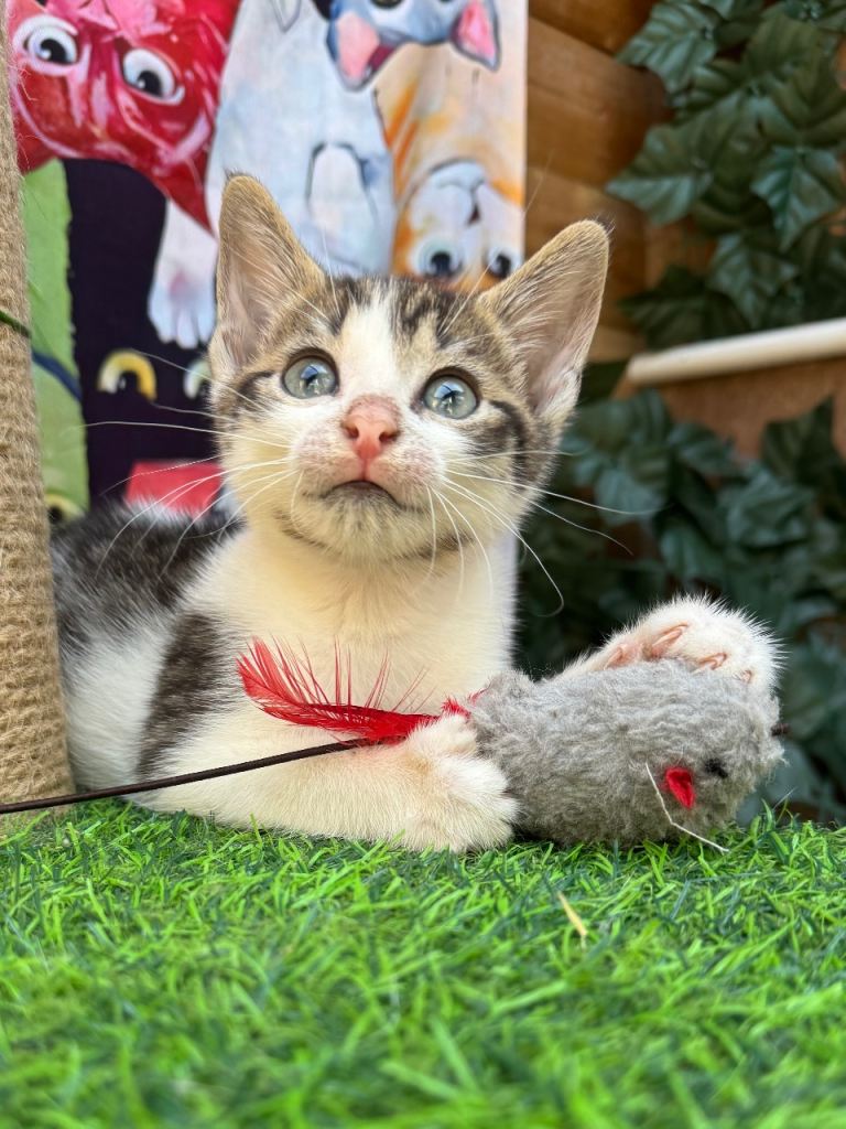 MALE KITTEN READY NOW 
