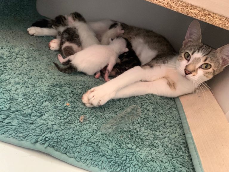 Kittens