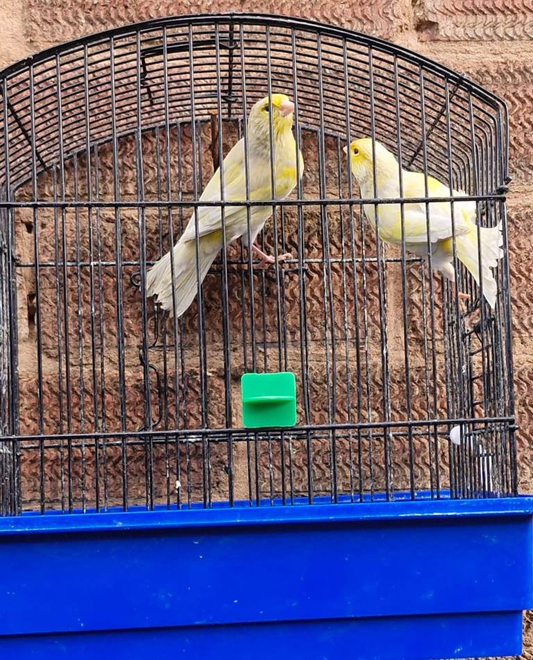Canary Jaspe Mosaic Raza FOR SALE